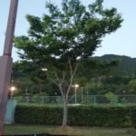 2018/05/26(土)　個別練習会・プラスワンソフトテニス